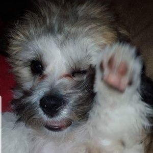 Meet your Posher, Leslie